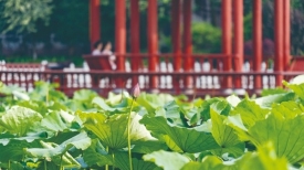 文明旅游丨潘塘公园荷花长势正好