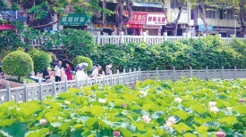 文明城市创建丨荷花初绽 为城市增添别样色彩