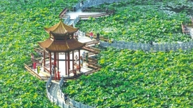 文明城市创建丨夏日荷花别样美