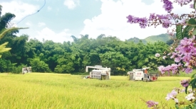 乡村振兴丨水稻收割比武