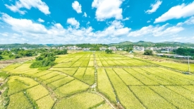 乡村振兴丨田园“丰”景如画