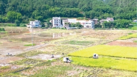 乡村振兴丨抢农时忙“双抢”