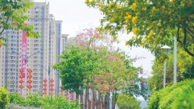 文明城市创建丨城区处处四季花开