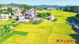 乡风文明丨田园秋色如画