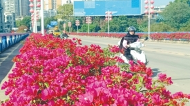 宝巾花盛放