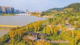 文明城市创建丨苍海湖畔水杉渐红