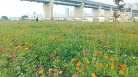 暖冬赏花