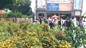 我们的节日·春节丨购置年花年桔过春节