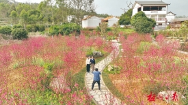 春游赏花正当时