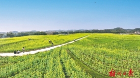 乡风文明丨油菜花开乡村如画