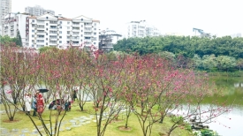 桃花吐蕊