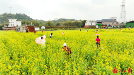 油菜花开迎游人