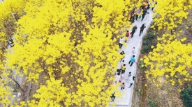 黄花染山头