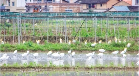 田野白鹭飞