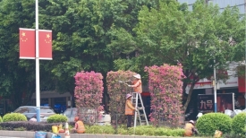 文明城市创建丨修剪绿化植物