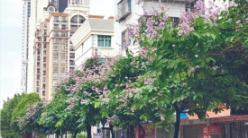 紫薇花开
