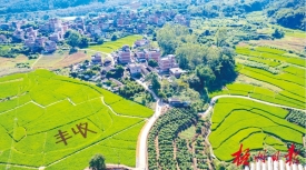 丰收在望