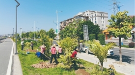 文明城市建设丨升级道路绿化景观